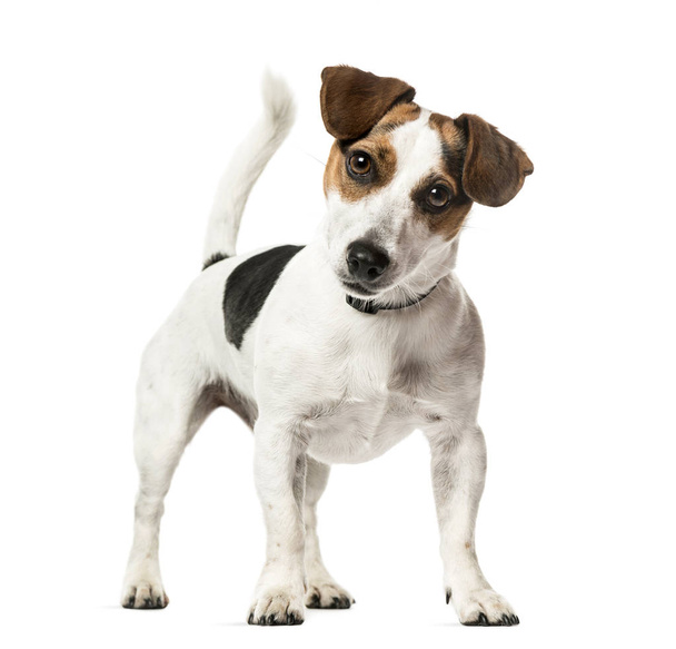 Jack Russell Terrier standing, isolated on white - Foto, afbeelding