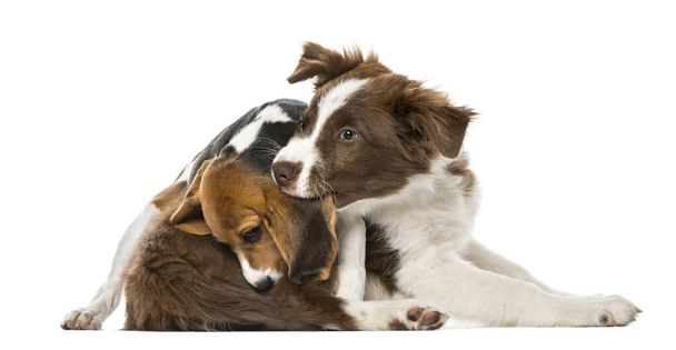 Cachorros Border Collie amistad, aislado en blanco, 15 semanas de edad
 - Foto, Imagen