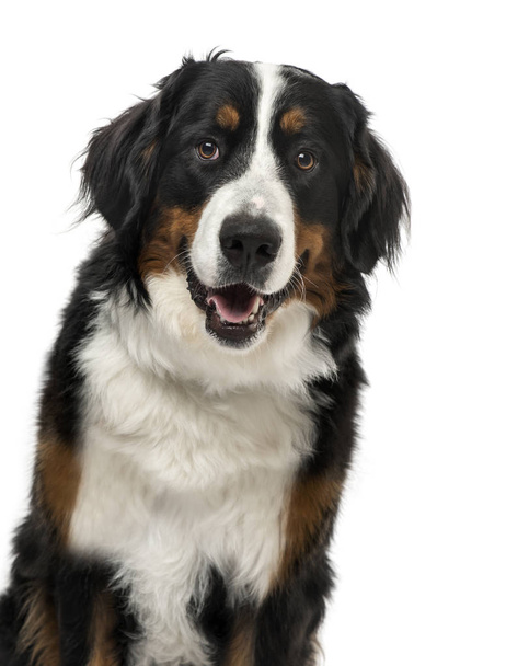 Close-up of a Bernese Mountain Dog, 1 year old , isolated on whi - Photo, Image