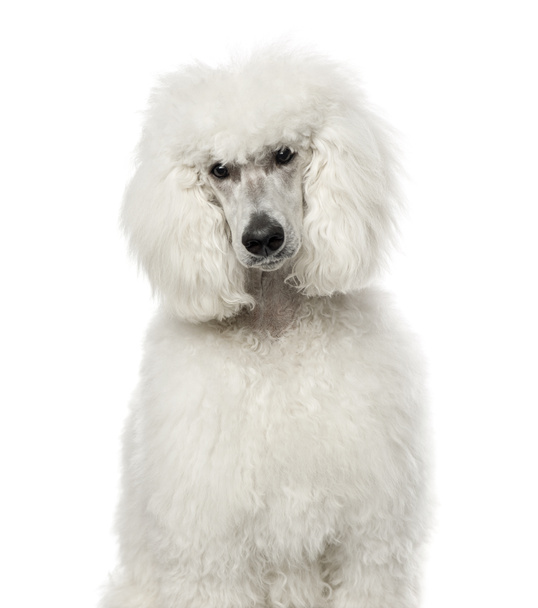  White poodle sitting, 9 months old , isolated on white - Photo, Image