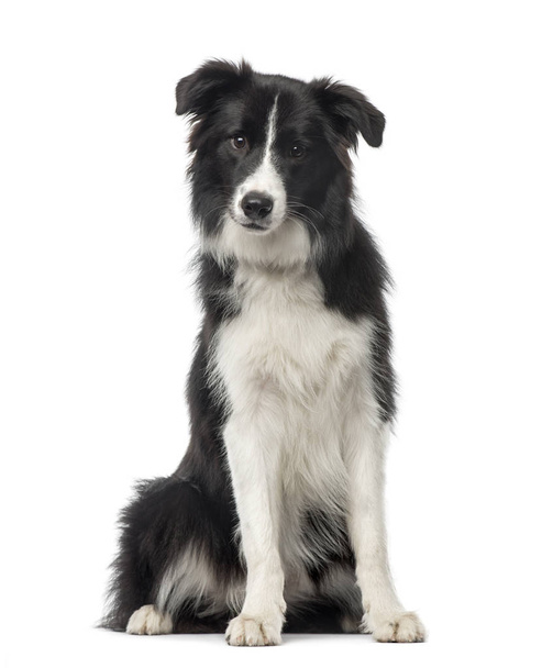Black and white Border Collie sitting, 8 months old, isolated on - Photo, Image