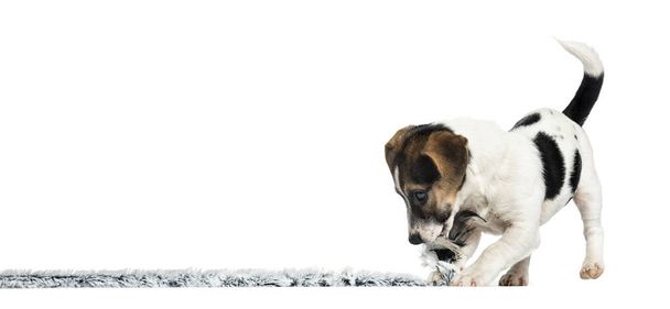 Puppy Jack Russell Terrier playing with a rope, 4 months old, is - Foto, Imagen