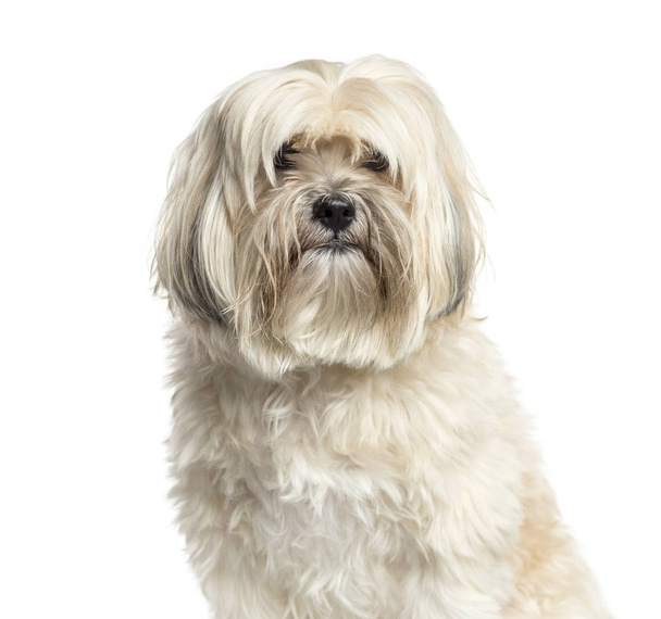 Close-up of a Shih-tzu, 10 years old, isolated on white - Fotoğraf, Görsel