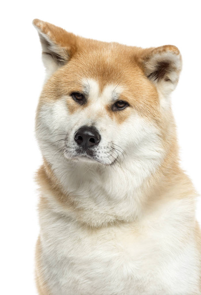 Close-up of a Akita Inu, 3 years old, isolated on white - Foto, imagen