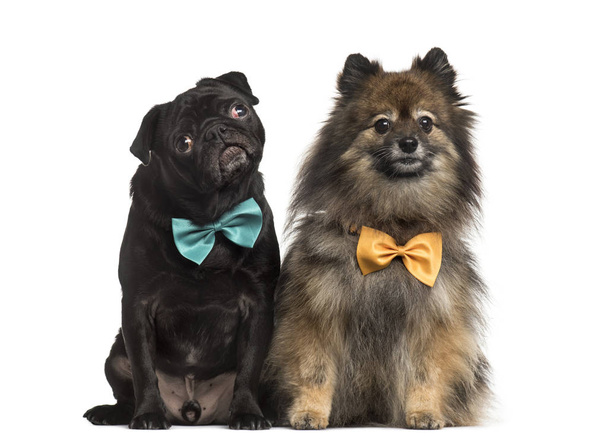 Black pug Pug with bow tie, isolated on white - Zdjęcie, obraz