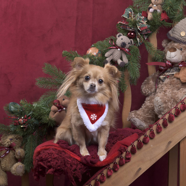 Čivava s šátkem v Vánoční dekorace - Fotografie, Obrázek