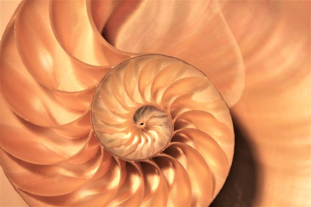 nautilus shell symmetry Fibonacci half cross section spiral golden ratio structure growth close up back lit mother of pearl close up ( pompilius nautilus ) stock, photo, photograph, image, picture, - Photo, Image