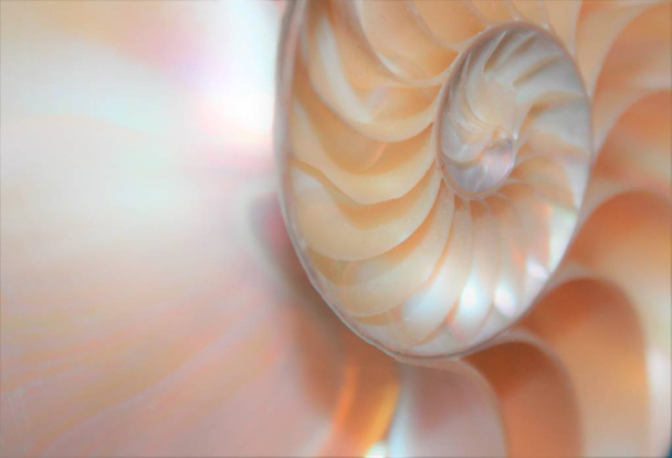 nautilus shell fibonacci symmetrischer Querschnitt Spiralstruktur Wachstum Goldener Schnitt  - Foto, Bild