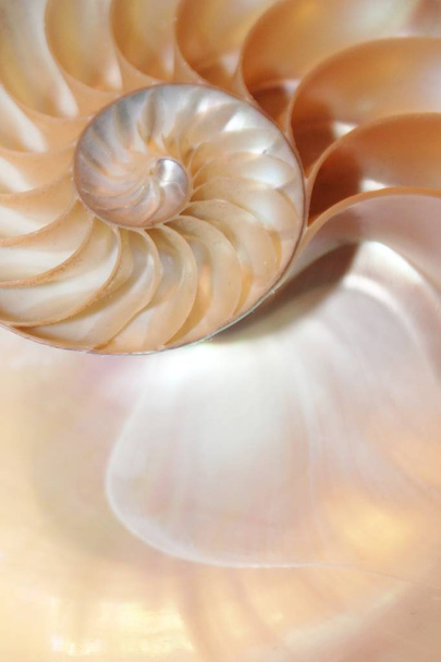 shell nautilus Simetria de fibonacci seção transversal estrutura espiral crescimento proporção dourada
  - Foto, Imagem