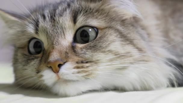 4k: zelené oči koťátko lovec. Detailní obličej. Makro - Záběry, video