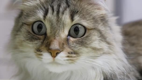 4K: Green eyes kitten hunter. Face closeup. Macro - Footage, Video