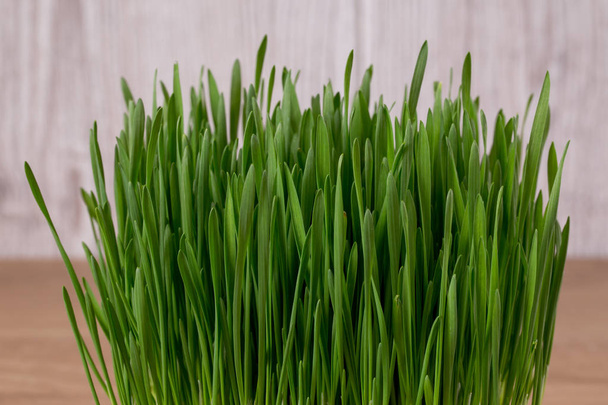 Green wheat sprouts - 写真・画像