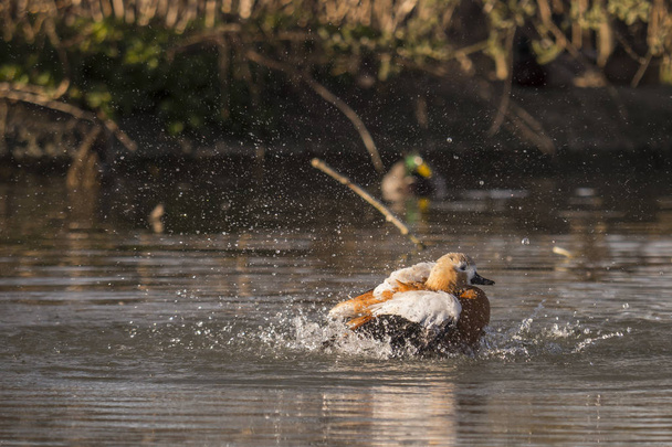 Ruddy Shelduck in landing on water - Photo, Image