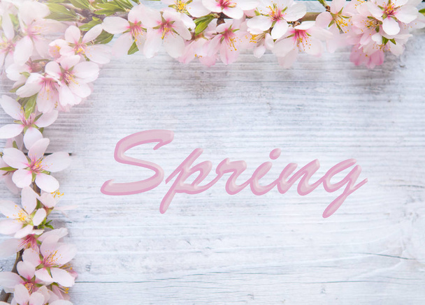 Frühlingsrand Hintergrund mit weißer Blüte - Foto, Bild