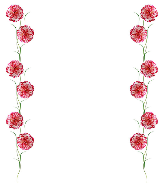 Πολύχρωμα λουλούδια γαρύφαλλο που απομονώνονται σε λευκό φόντο. - Φωτογραφία, εικόνα