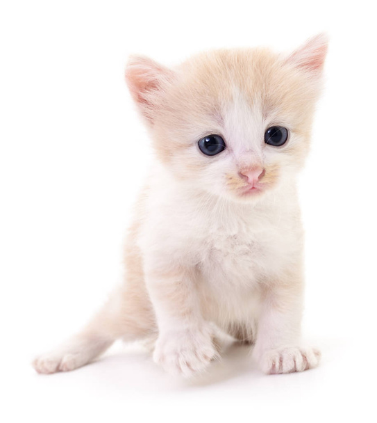 Small brown kitten. - Фото, зображення
