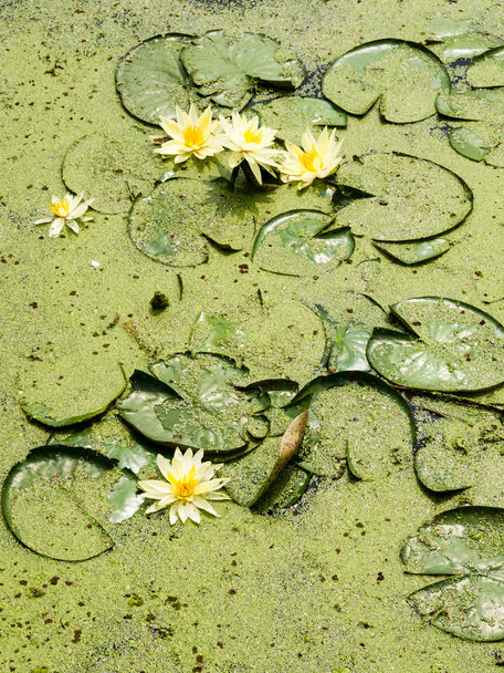 Вода живет в пруду, покрытом водорослями - Фото, изображение