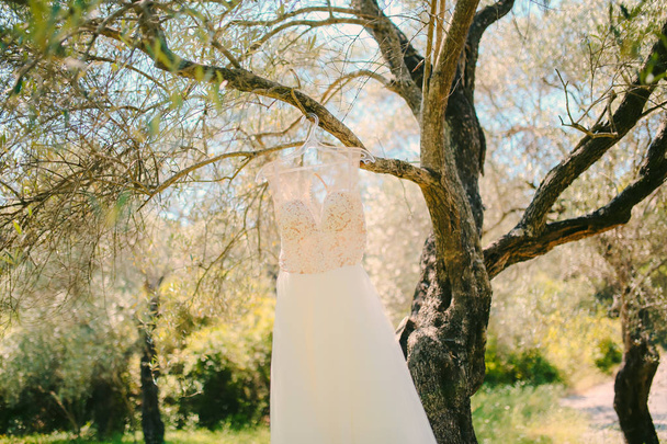 The brides dress hangs on a hanger on an olive tree. Collecting - Foto, imagen