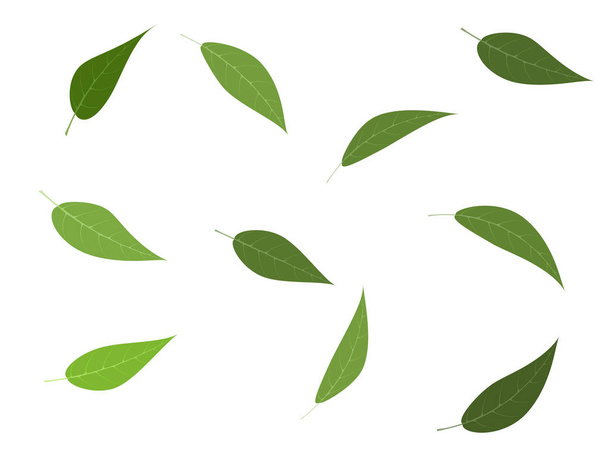 Vector illustration set of green tree leaves - Vektori, kuva