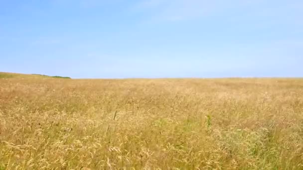 Złote trawy wiejący wiatr - Materiał filmowy, wideo