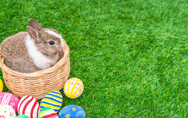 Rabbit and easter eggs in green grass - 写真・画像