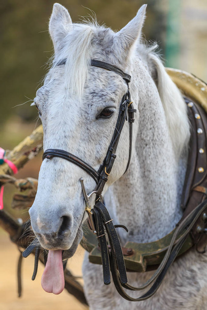 Портрет серой лошади в упряжке, показывающей язык
. - Фото, изображение