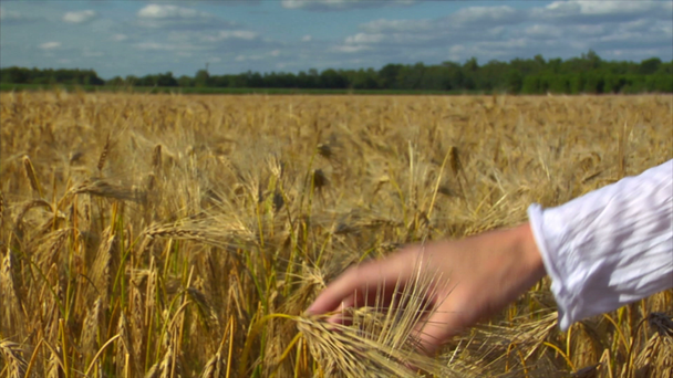 žena předá řízení pšenice - Záběry, video