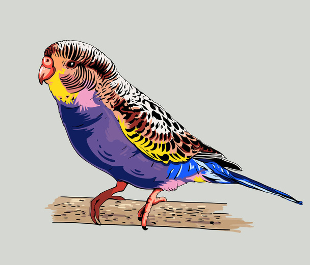 Волнистый попугай на сером
 - Вектор,изображение
