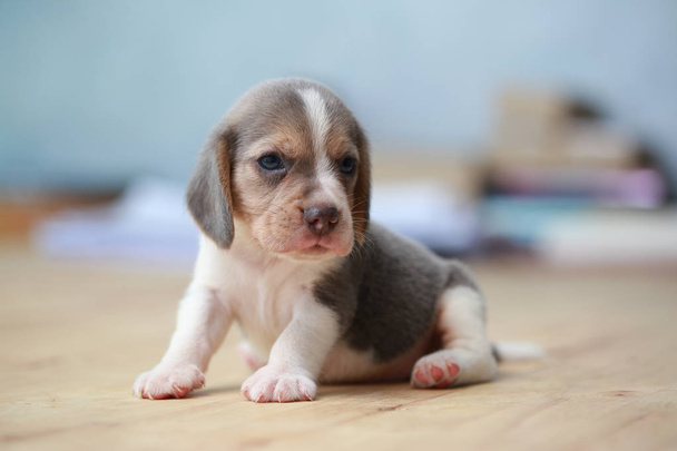 2 month strong beagle puppy in action - Photo, Image