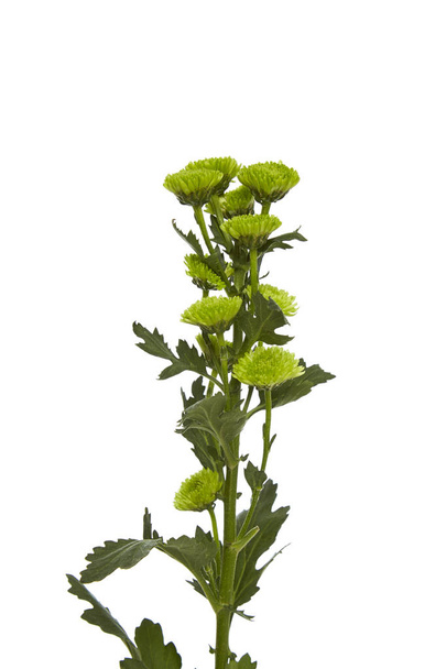 Groene bloem chrysant - Foto, afbeelding