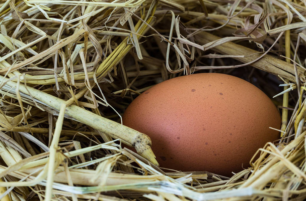 Huevo de gallina de cerca
 - Foto, imagen