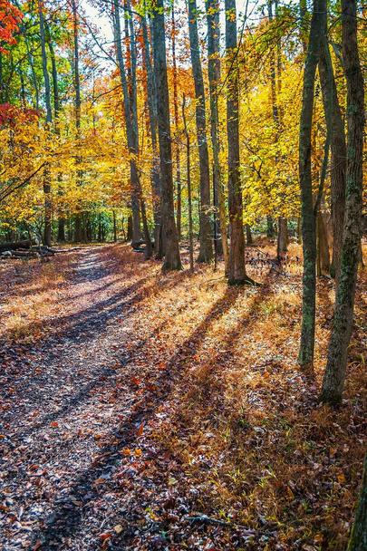 Dlouhé podzimní stíny - Fotografie, Obrázek