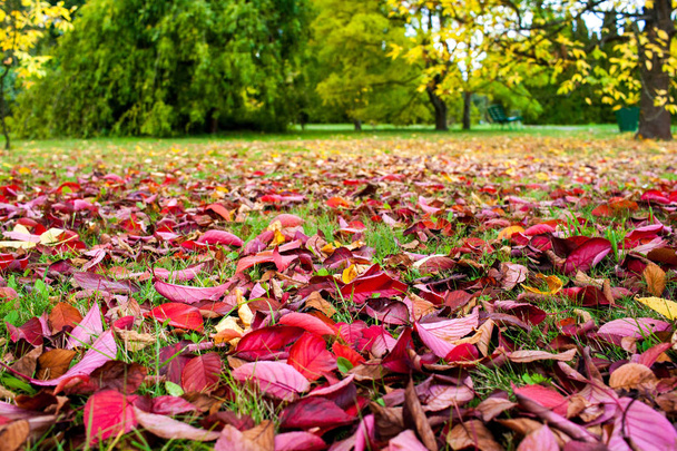 Barevné pozadí červené krásné poklesla podzimní listy. Mnoho  - Fotografie, Obrázek