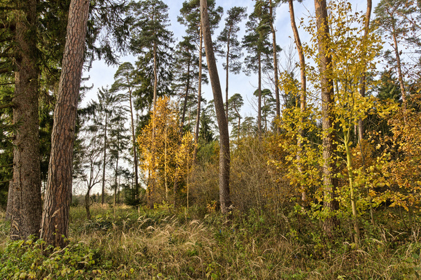 Looser Tree Population in Autumn - Zdjęcie, obraz