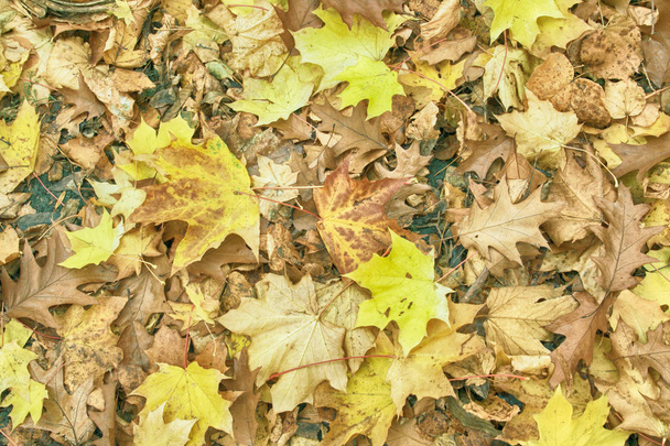 Herbstgrüner Hintergrund - Foto, Bild