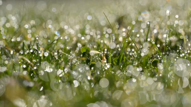 Hierba fresca de primavera verde con gotas de rocío
. - Imágenes, Vídeo