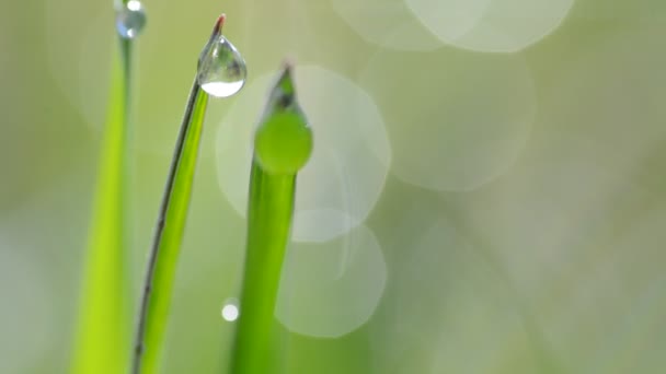 Fresh green spring grass with dew drops. - Footage, Video
