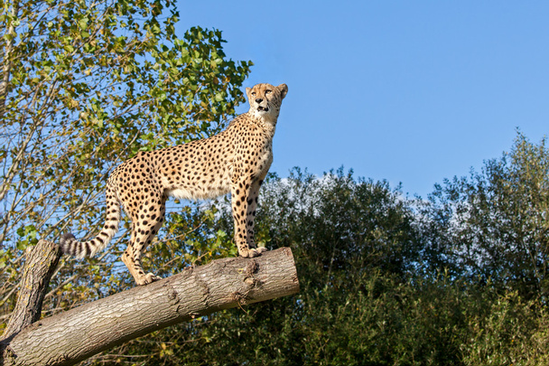 Гепард стоит на ветке дерева с пространством для копирования
 - Фото, изображение