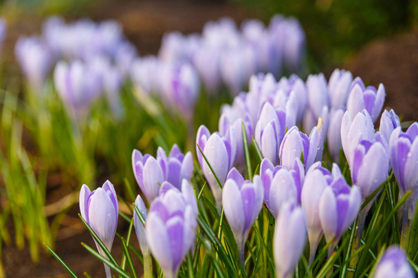 クロッカスの花の咲く最初の春の景色 - 写真・画像