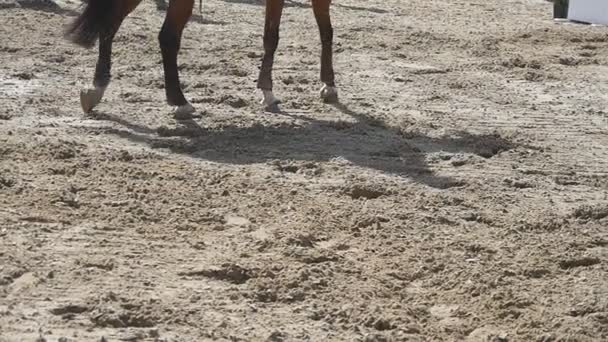 Pied de cheval marchant sur le sable et se mettant à courir. Gros plan des jambes allant sur le sol boueux humide au manège et commencer le jogging. Suivre l'étalon. Gros plan Mouvement lent
 - Séquence, vidéo