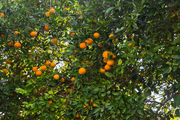 plantages van sinaasappelbomen. Rijp en verse sinaasappelen opknoping op tak. - Foto, afbeelding
