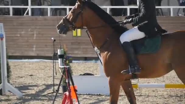 Onherkenbaar professionele mannelijke jockey ritten te paard. Paard is galopperen en springen door een barrière in competitie. Slow motion close-up - Video