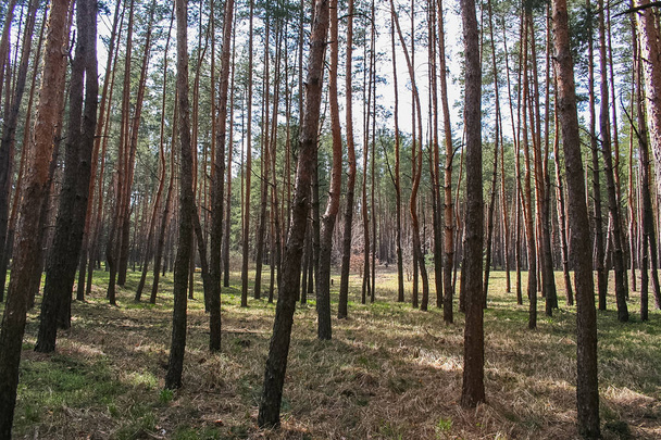 Debrowski la foresta vicino al villaggio
  - Foto, immagini