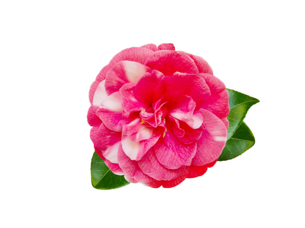 Biały i różowy bicolor camellia kwiat - Zdjęcie, obraz