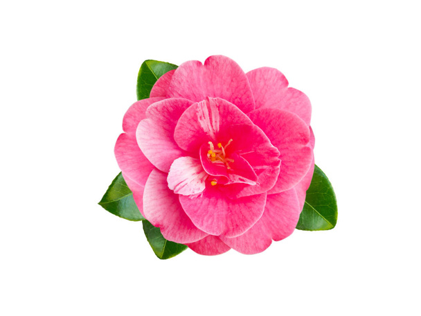 Rosa camelia japonica flor
 - Foto, imagen