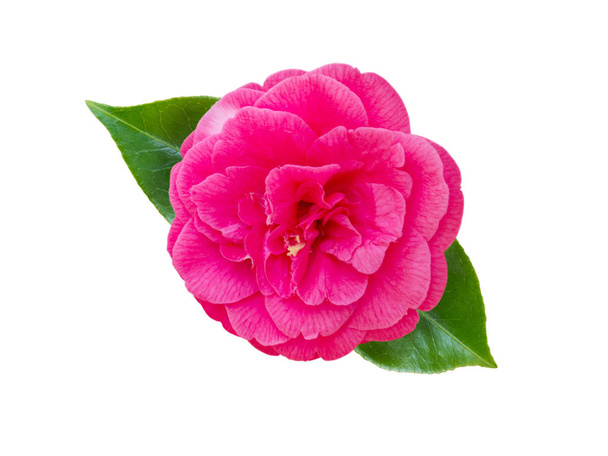Flor de camélia rosa brilhante
 - Foto, Imagem