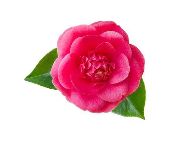 Pink camellia flower - Photo, Image
