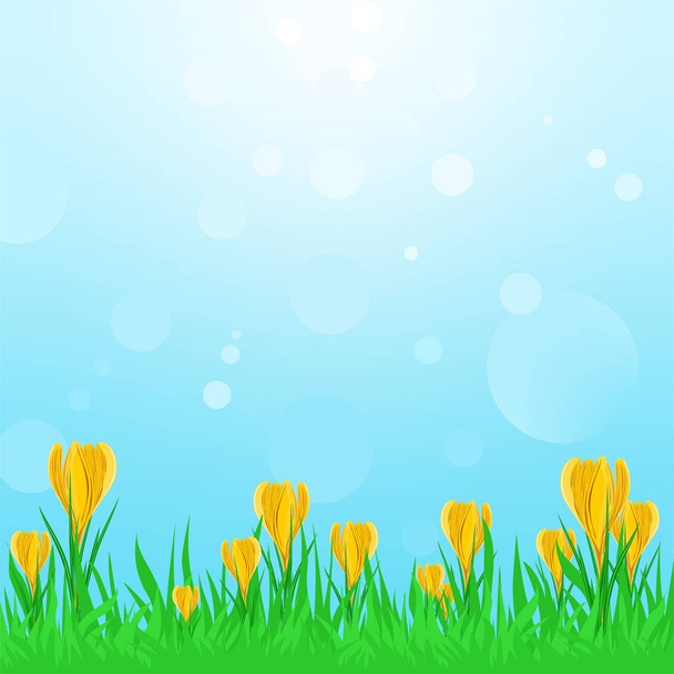 Spring landscape with green grass with yellow spring flowers and blue sky with sun reflections. Crocus in the spring sunshine  - Vector, imagen