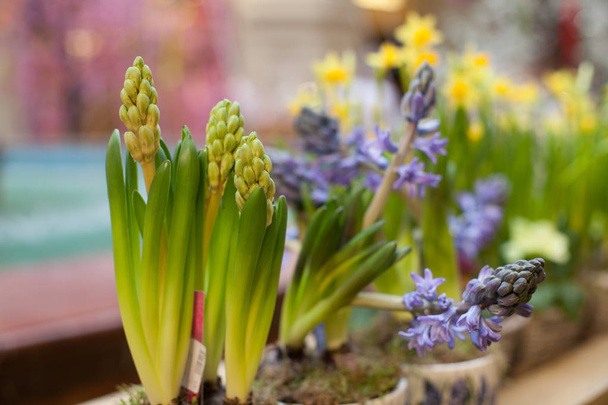 квіти у вазі весна літо
 - Фото, зображення
