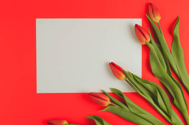 Bahar lale çiçekleri ve kağıt kart kırmızı zemin üzerine. - Fotoğraf, Görsel